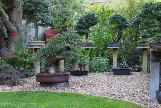 Elm bonsai in garden